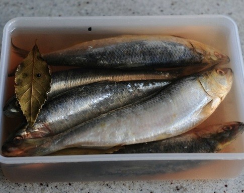 Как посолить сельдь в домашних условиях вкусно и быстро - учимся правильно солить рыбу 1