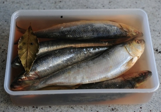 Как посолить сельдь в домашних условиях вкусно и быстро - учимся правильно солить рыбу 1