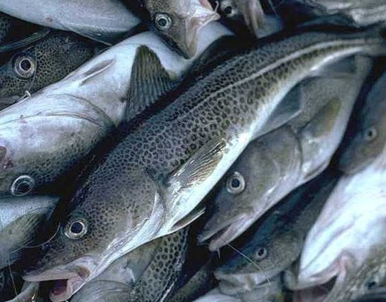 Рыба треска: как она выглядит и какие особенности у нее есть